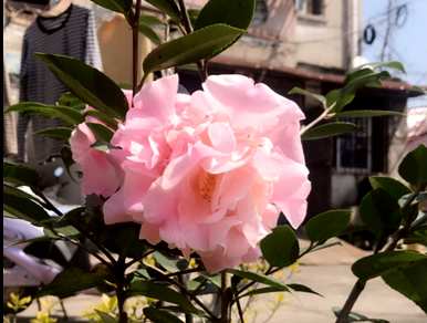 如何养活买来的花，种植耐热花，养活它们