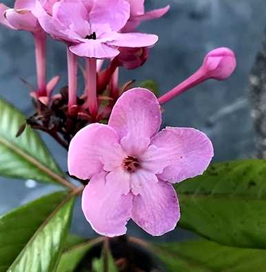 丁香花的特点和外观，丁香花的特点和外观