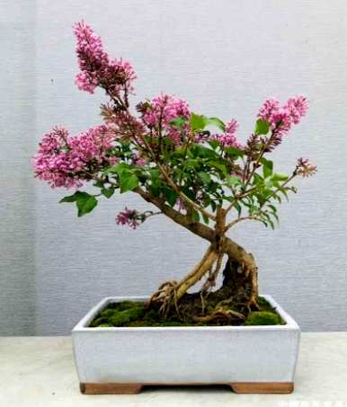 丁香花的特点和外观，丁香花的特点和外观