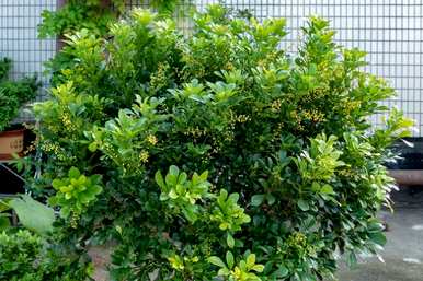 米兰花四季养护方法，米兰花冬季养护技巧