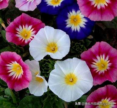 三色旋花花期什么时候，四川三色旋花种有哪些？