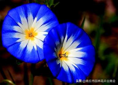 三色旋花花期什么时候，四川三色旋花种有哪些？