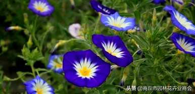 三色旋花花期什么时候，四川三色旋花种有哪些？