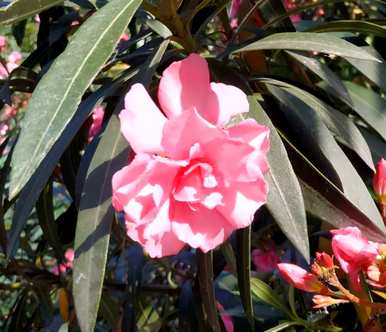 种花养花有哪些常识？家里养花要选五种花