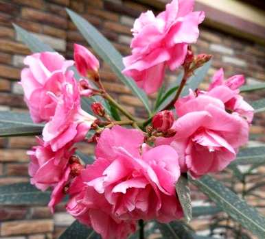 种花养花有哪些常识？家里养花要选五种花