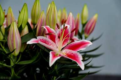种花养花有哪些常识？家里养花要选五种花