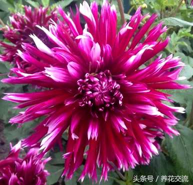 大丽花是多年生的吗？