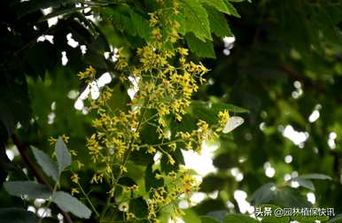 如何种植广西栾树苗种子？