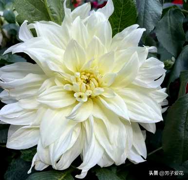 什么是大丽花语？墨西哥大丽花语