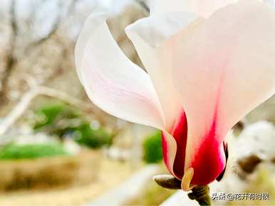 玉兰花的寓意花语