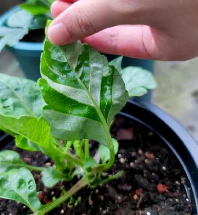 大丽花能盆栽吗？大丽花盆栽怎么养？