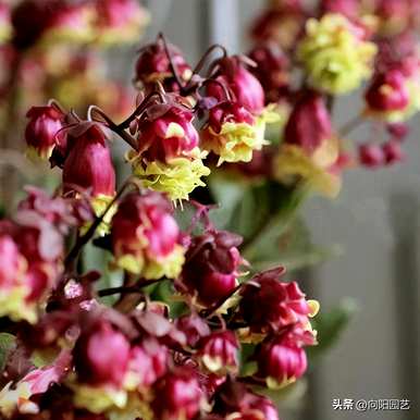 宫灯长寿花怎么养？宫灯长寿花有几种