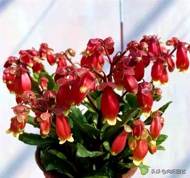 宫灯长寿花怎么养？宫灯长寿花有几种