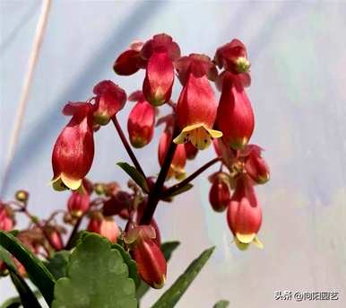 宫灯长寿花怎么养？宫灯长寿花有几种