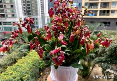 宫灯长寿花怎么养？宫灯长寿花有几种