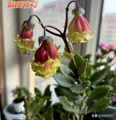 宫灯长寿花怎么养？宫灯长寿花有几种