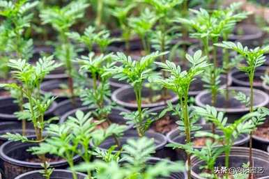 万寿菊几月份开花，非洲万寿菊不开花