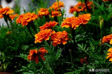 万寿菊几月份开花，非洲万寿菊不开花