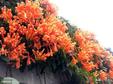 炮仗花开花时的图片，炮仗花幼苗开花多久？