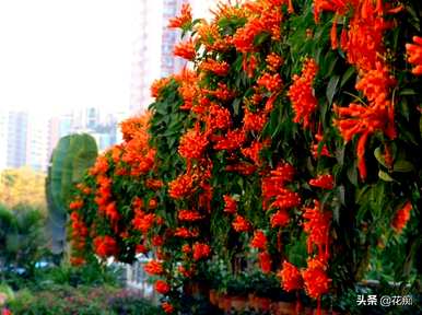 炮仗花开花时的图片，炮仗花幼苗开花多久？