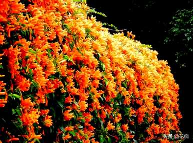 炮仗花开花时的图片，炮仗花幼苗开花多久？