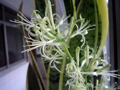 虎皮兰开花后如何处理，虎皮兰开花的液体是什么？