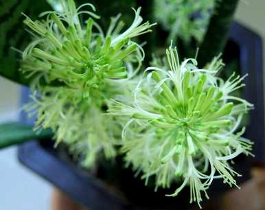 虎皮兰开花后如何处理，虎皮兰开花的液体是什么？