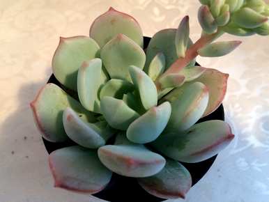 肉质植物长期生长，肉质植物长大的句子