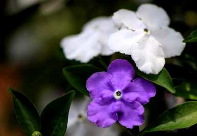 如何施肥双色茉莉花开花？双色茉莉花不开花怎么了？