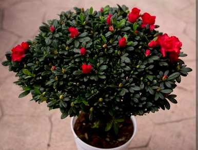 杜鹃花有花蕾怎么养？杜鹃花芽期施什么肥料？