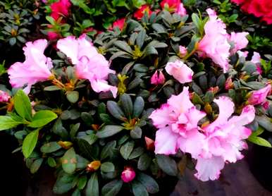 杜鹃花有花蕾怎么养？杜鹃花芽期施什么肥料？