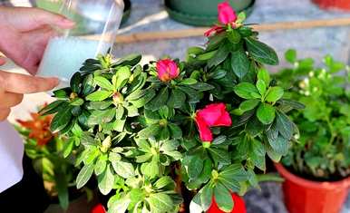 杜鹃花有花蕾怎么养？杜鹃花芽期施什么肥料？
