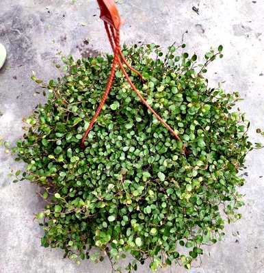 如何养好千叶兰花，如何养护白色洋兰花？