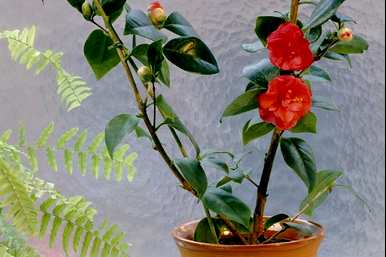 茶花枯焦怎么办？