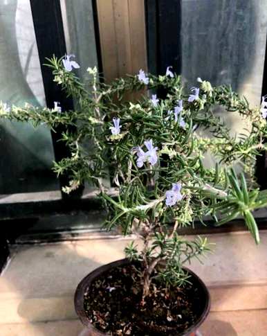如何维护迷迭香树苗？