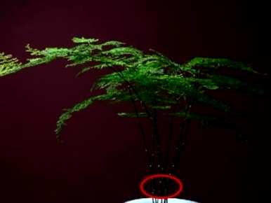 如何繁殖文竹？嘿