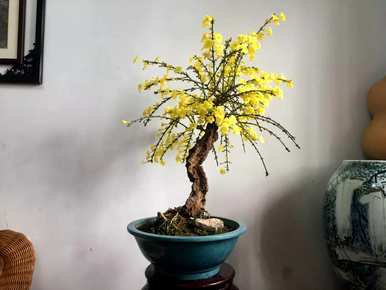 龙爪迎春花盆景的维护，如何维护迎春花盆景？