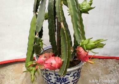 火龙果花的养殖方法，盆栽火龙果如何养殖？