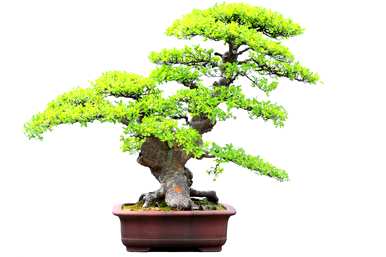 榆树盆景冬天掉叶吗？冬天怎么养榆树盆景？