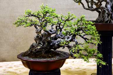 榆树盆景冬天掉叶吗？冬天怎么养榆树盆景？