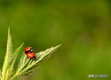 种红秋葵，什么时候种红秋葵最好？