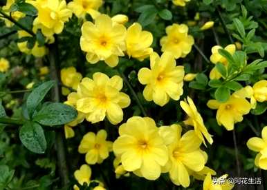 迎春花代表什么，迎春花代表什么？