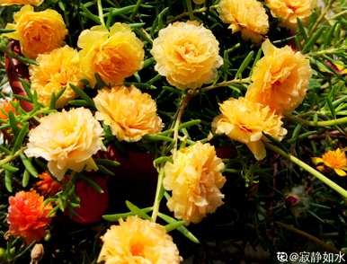 太阳花长什么样的视频，太阳花长什么样？