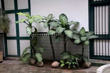 万年青树最好的品种是什么？万年青有多少种品种？
