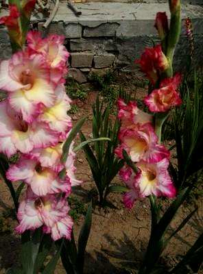唐菖蒲是什么科植物？唐菖蒲是多年生植物吗？
