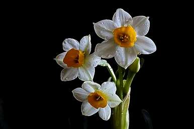 水仙花适合室内养吗？水仙花有毒吗？适合室内养吗？