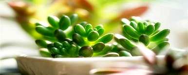 肉质植物用哪种肥料好，肉质植物用什么肥料好？
