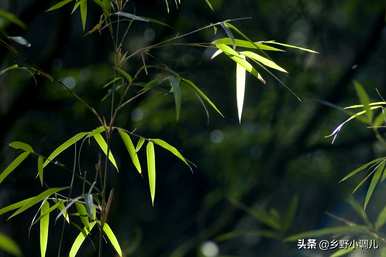 孝顺竹叶发黄是怎么回事？竹叶发黄是怎么回事？
