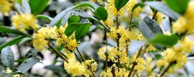 如何嫁接桂花树？丁香树嫁接桂花树