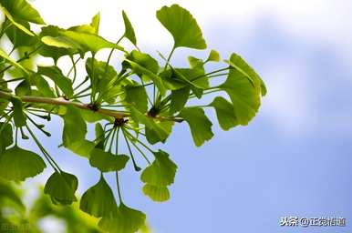 种植绿树品种，绿树品种有哪些？